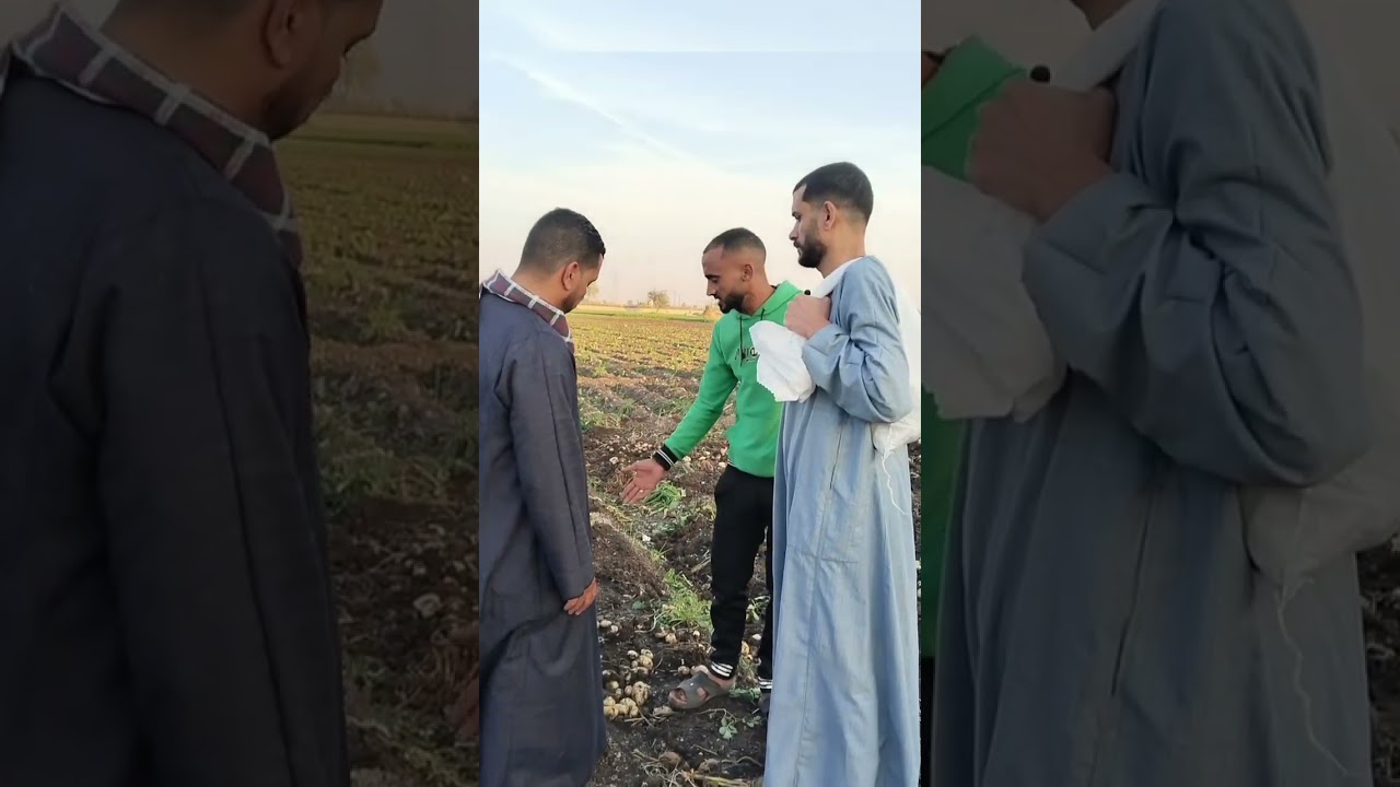 اخر زرعه #بطاطس #جبر_الخواطر #المنيا #كوميديات #اكسبلور 