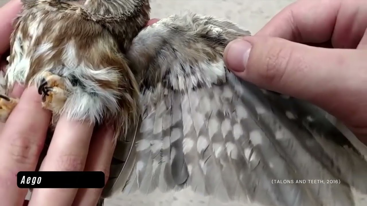 Rasgos de la visi&oacute;n en UV de las aves
