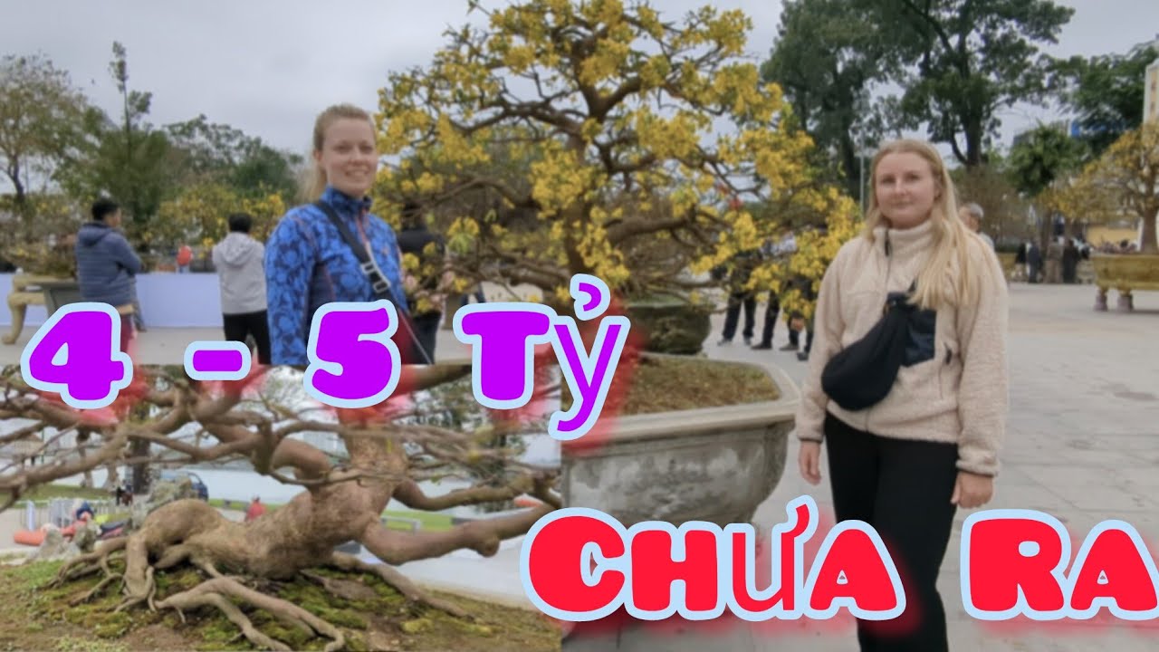 Nghe nói trả 4 - 5 tỷ nhưng chủ nhân vẫn chưa ra tại festival Hoàng Mai Huế 2024