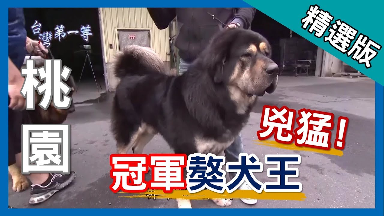 台灣第一等【台灣冠軍 猛犬藏獒】桃園 _精選版