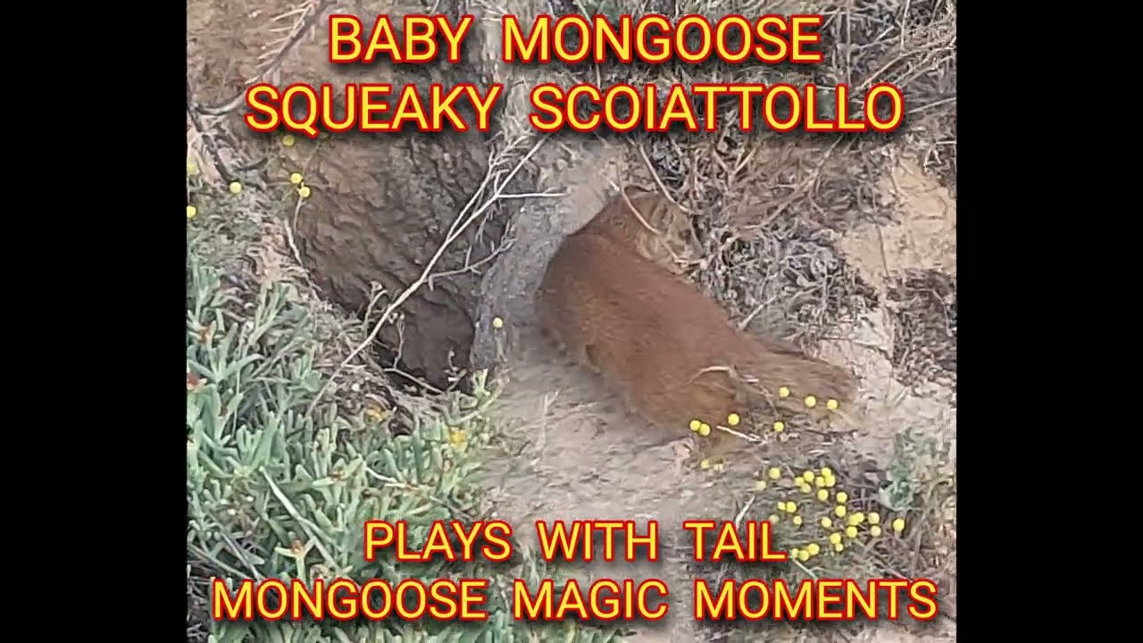 BABY MONGOOSE PLAYS WITH TAIL ☆ SQUEAKY SCOIATTOLO TSEBOKOLODI ☆ MONGOOSE MAGIC MOMENTS ☆ CYNICTIS