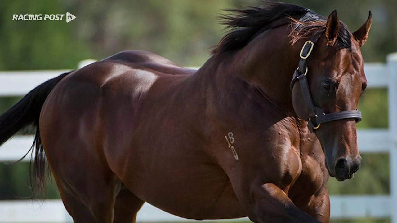 Zoustar to shuttle to Tweenhills Stud in 2019