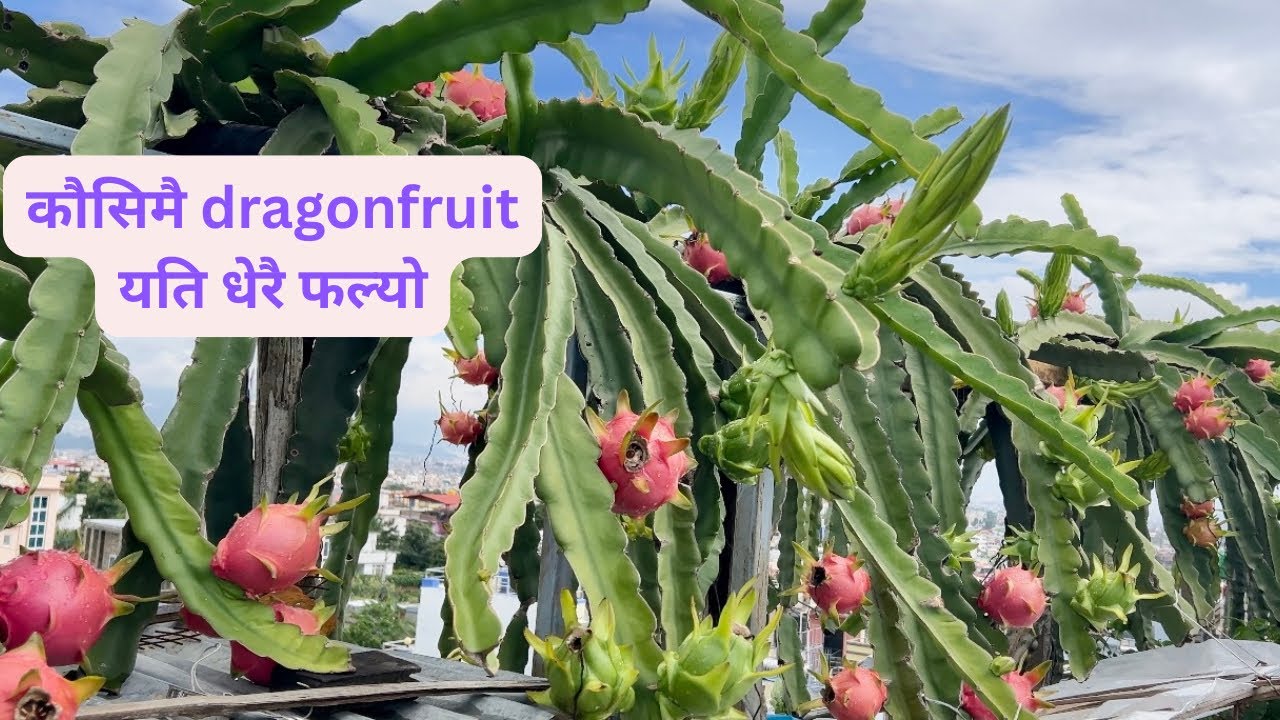 Second lotko dragonfruit pakyo,कौसिभरि dragonfruits रातै पाक्यो।@merokoushikheti