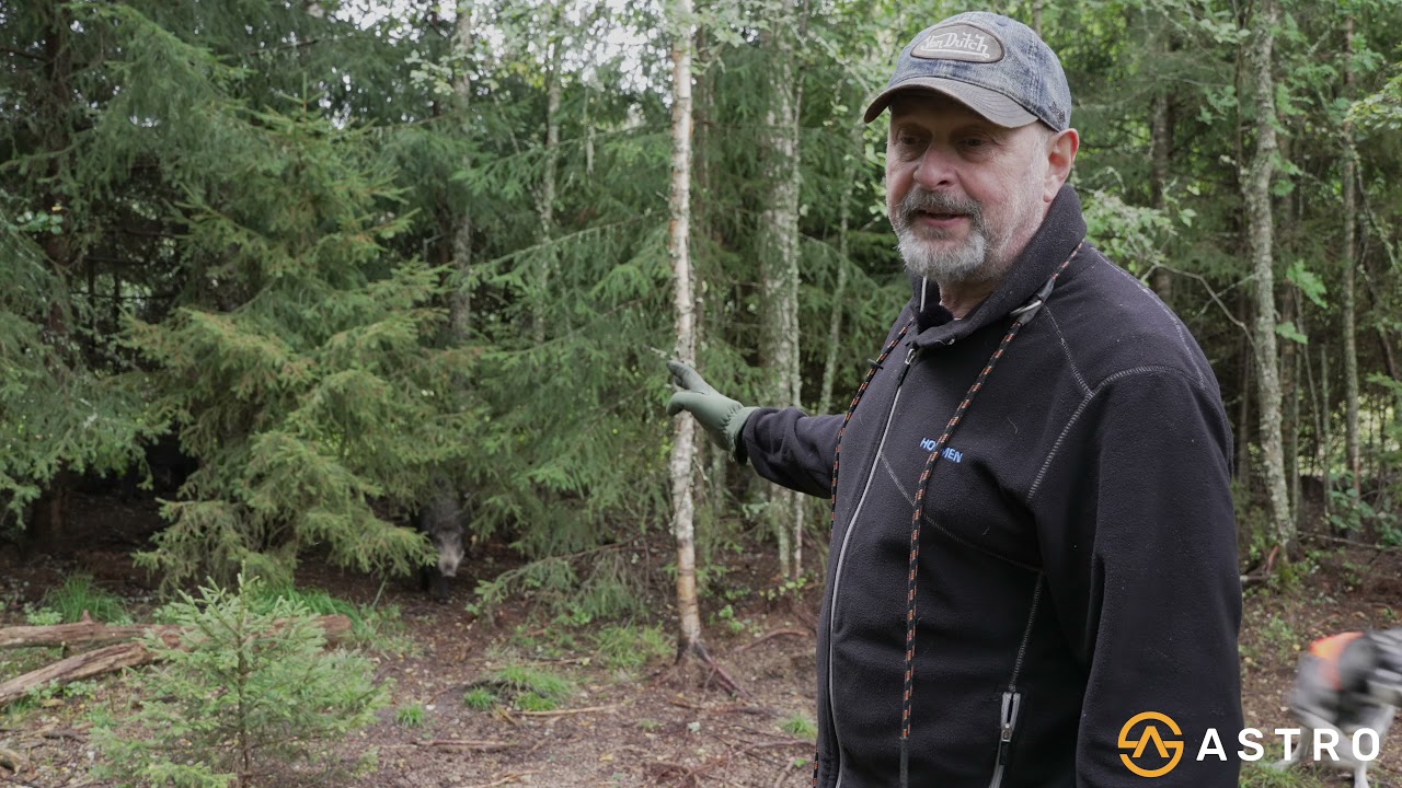 Vildsvinshunden del 2. När kan man släppa i hägn?