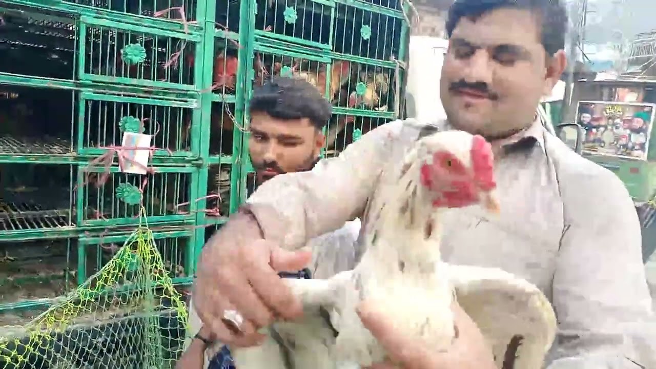 Badmi Bagh lari adda Murgi Markit Lahore.Aseel Markit