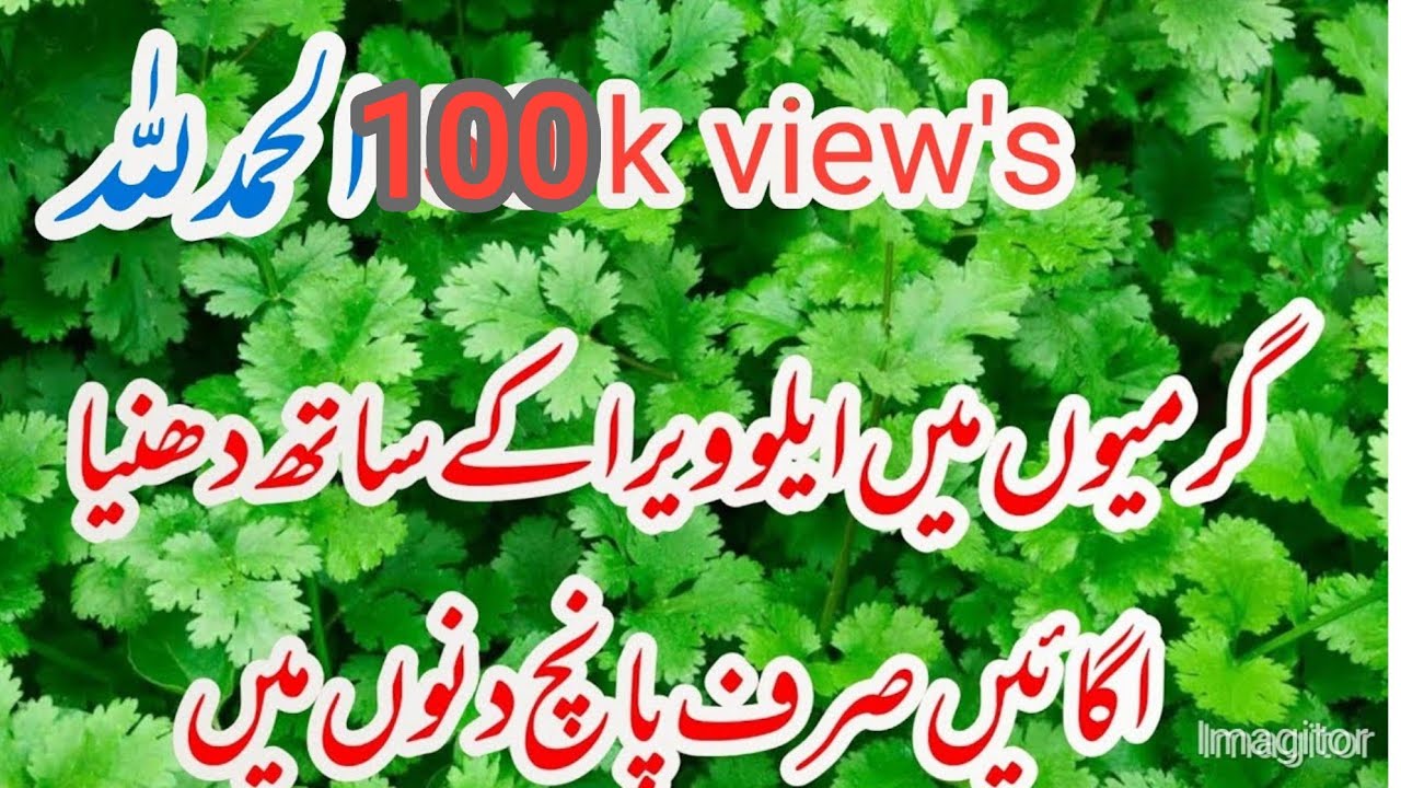Magical way to grow coriander in just 5 days in hot weather/How to grow coriander at home