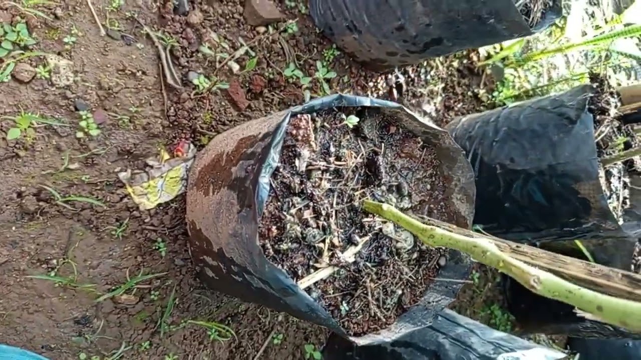 Pupuk 2 Macam Untuk Tomat 57 HST