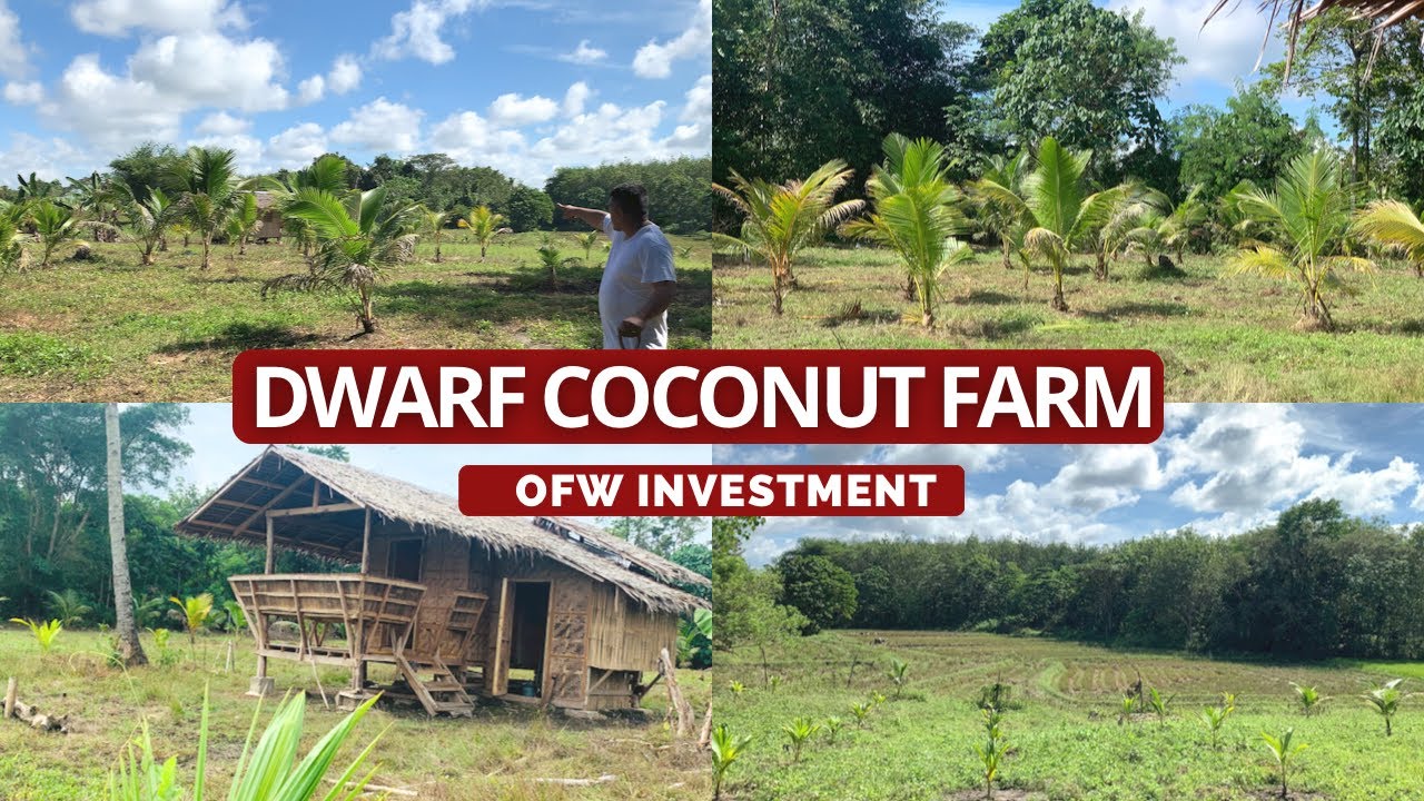 OFW Farmer | Dwarf Coconut Farming Philippines