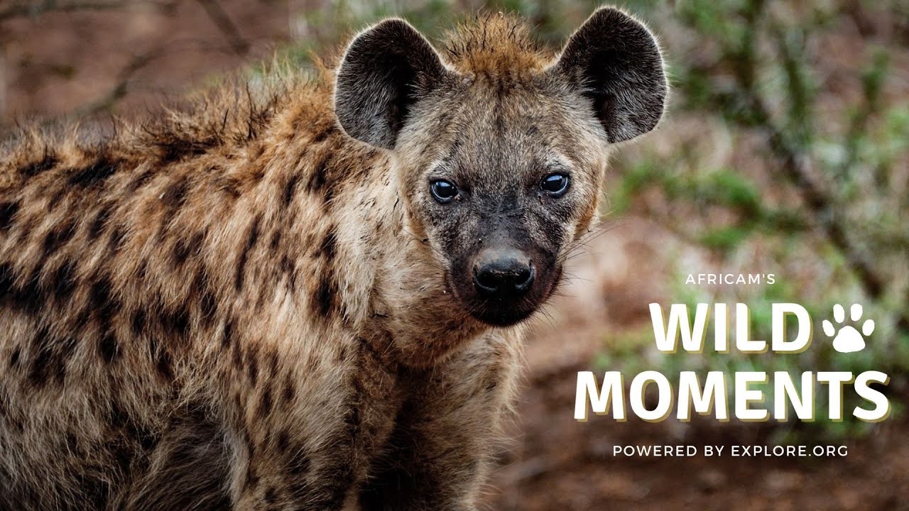 Wild Moments | 7.21.22
