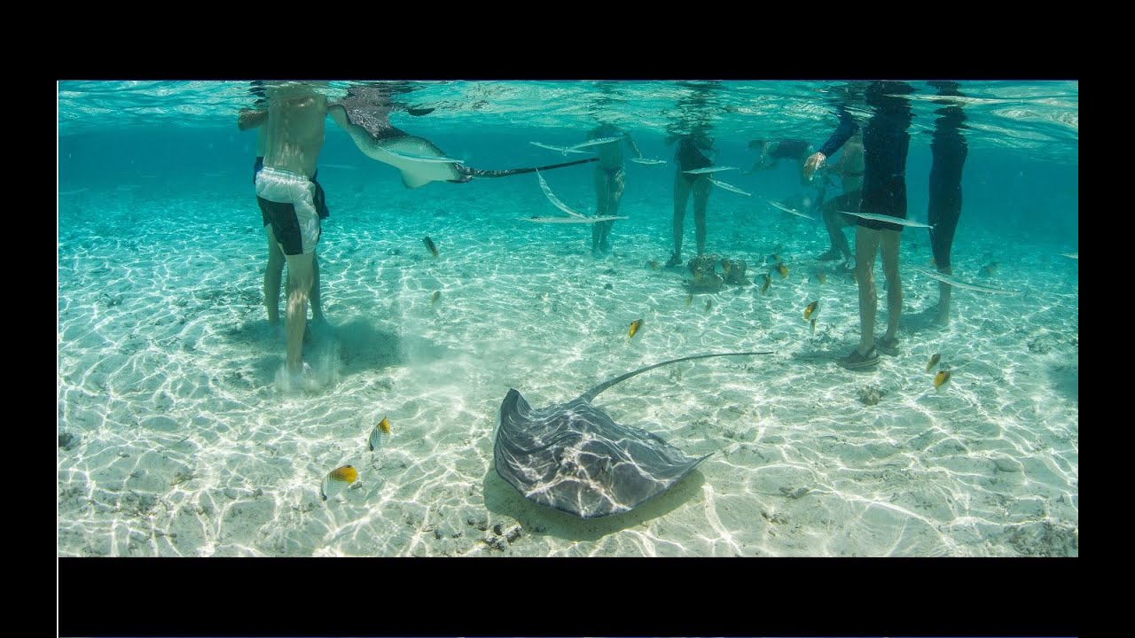 Snorkeling & diving tours - Bora Bora HD [1080p]