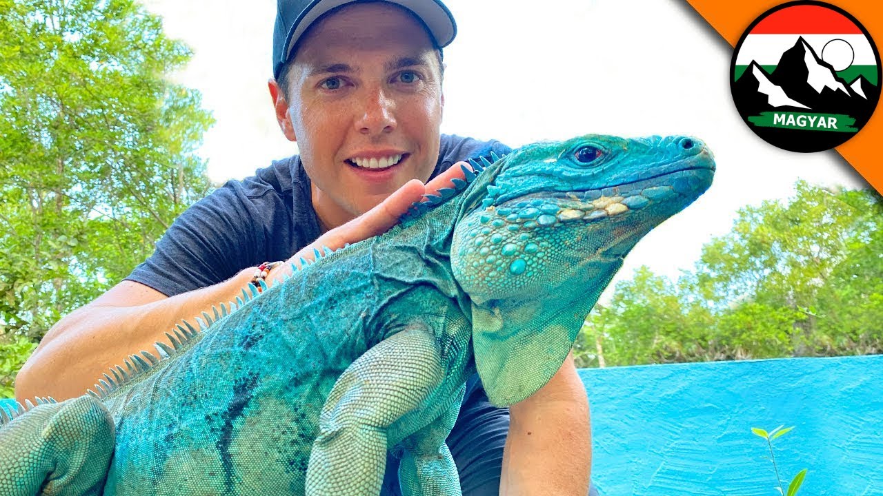 RZADKI IGUANA NIEBIESKA JEST NA SKRAJU WYGINĘCIA! Brave Wilderness Węgierski! Filmy o dziczy