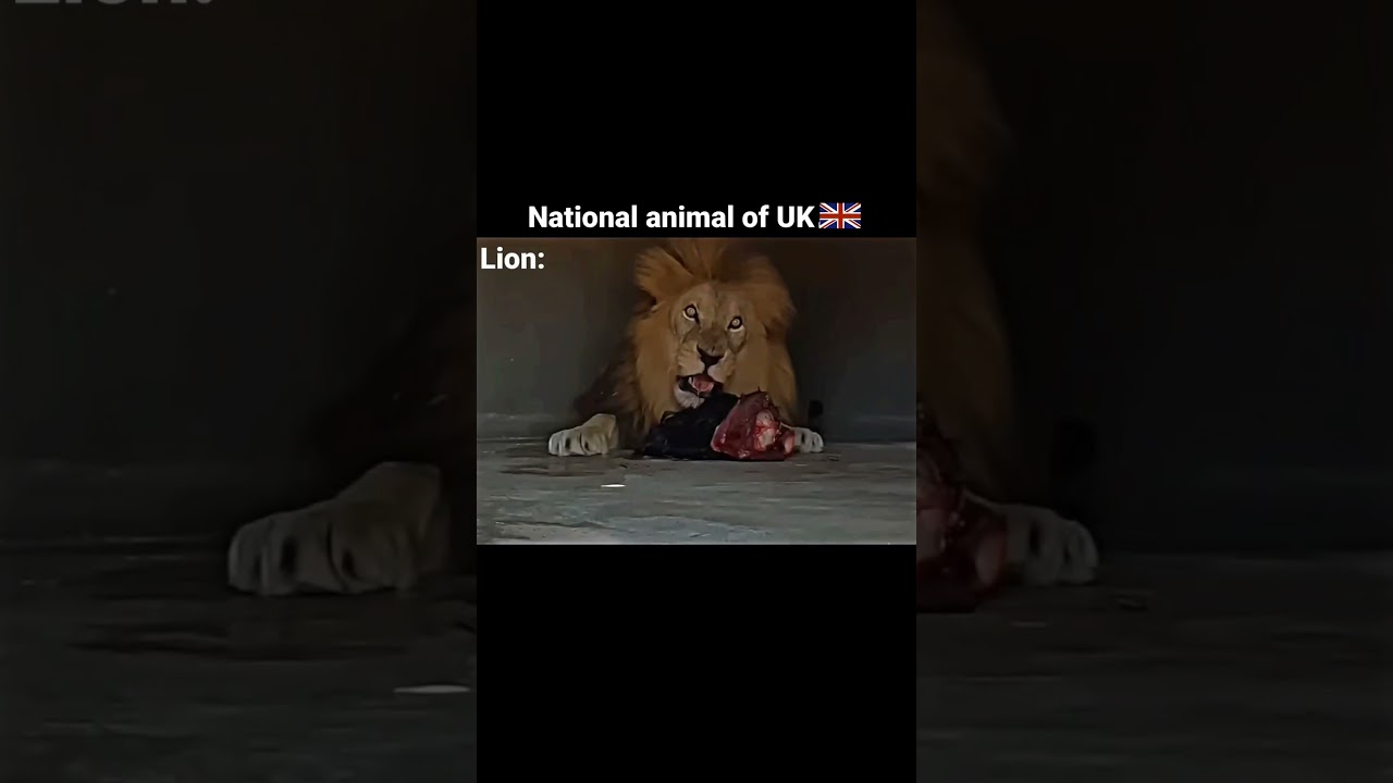 Национальное животное всех стран 🗿🔥 #вирусноевидео #короткометражкинаyoutube #дикаяприрода #животные