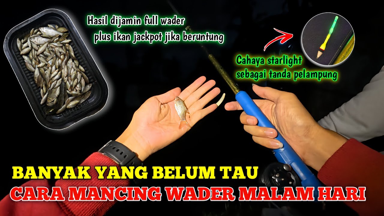 🍃 BUKAN MITOS 💥 WADER MALAM HARI LEBIH AGRESIF, BEGINI CARA MANCINGNYA‼️ (Hasil Melimpah)