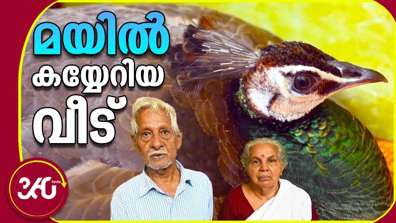 മയില്‍ കയ്യേറിയ വീട് | Peacock at Home | Kollam