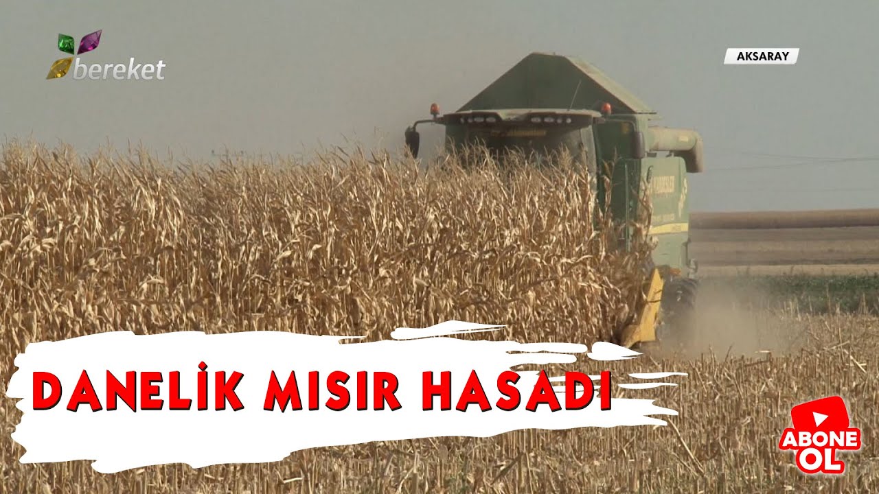 Benim Çiftliğim | Danelik Mısır Hasadı