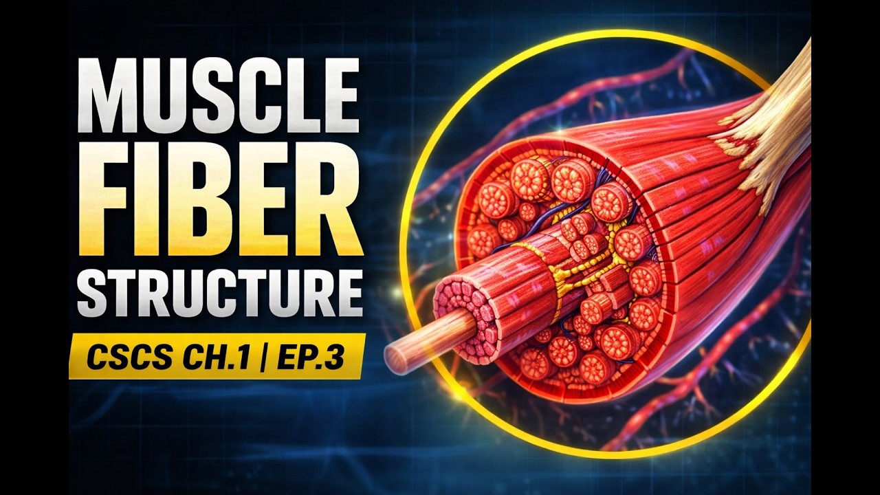 NSCA CSCS Ch 1 | Muscle Fiber Structure (Ep 3)