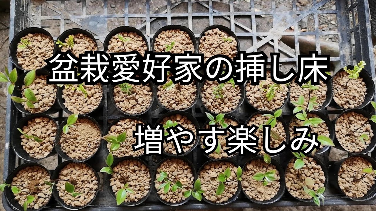 Bonsai diary/盆栽日記　＃77「挿し床から鉢上げ」素材イソザンショウとヒメシャラ
