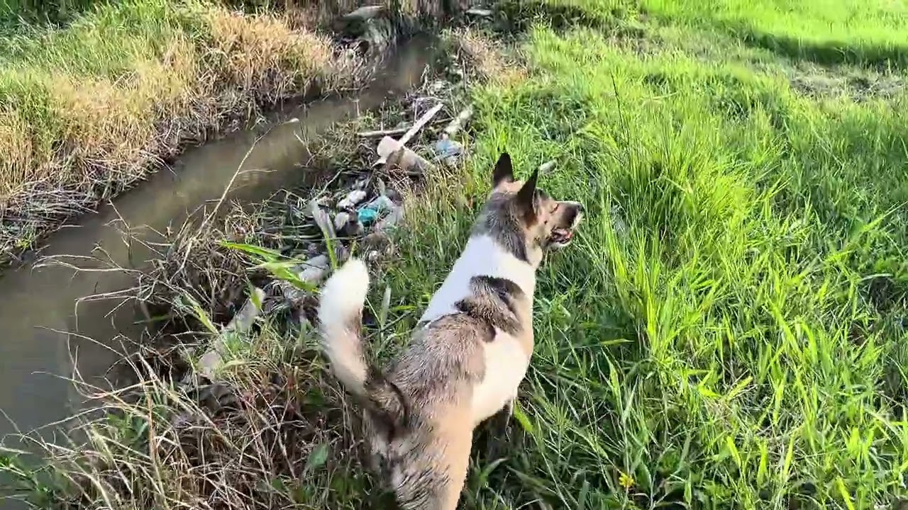 Kumaboy my dog walking noon 