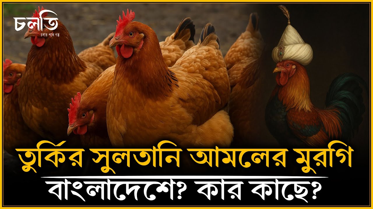 কদমফুল কিভাবে মুরগি হলো? নাকি অন্য কিছু? | চলতি কৃষি