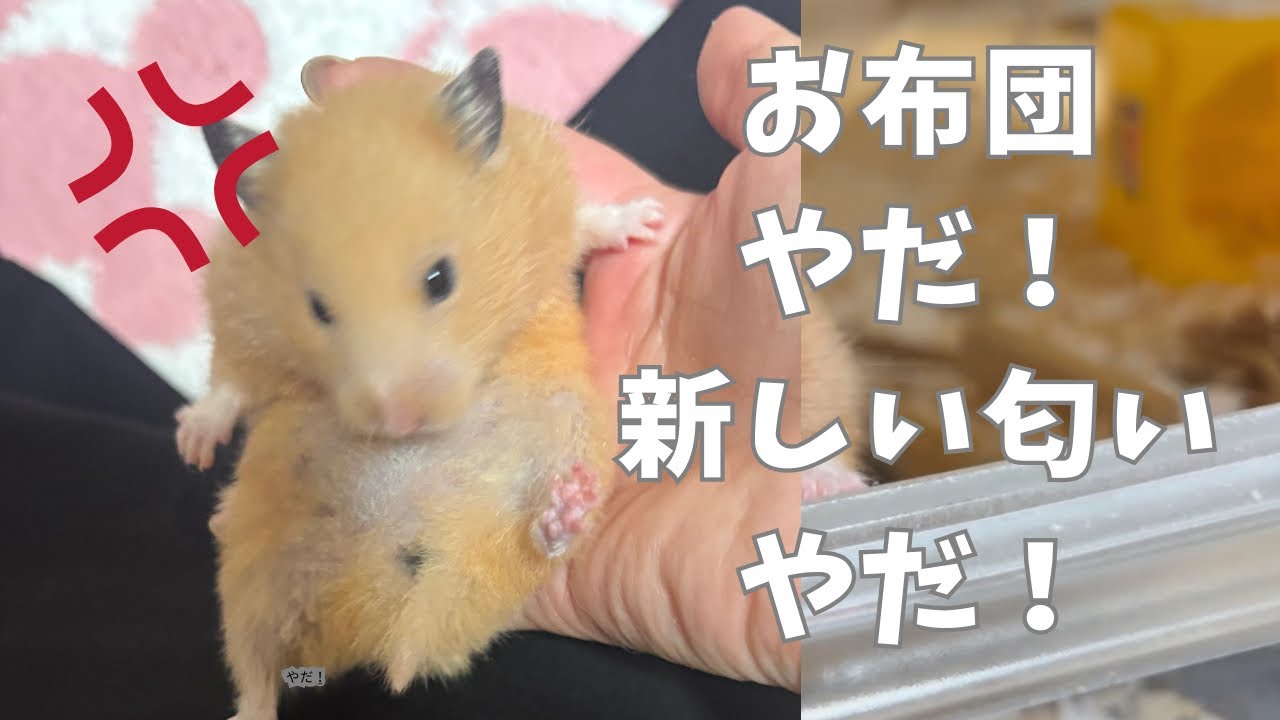 新しいお布団に警戒するハムたち🚨