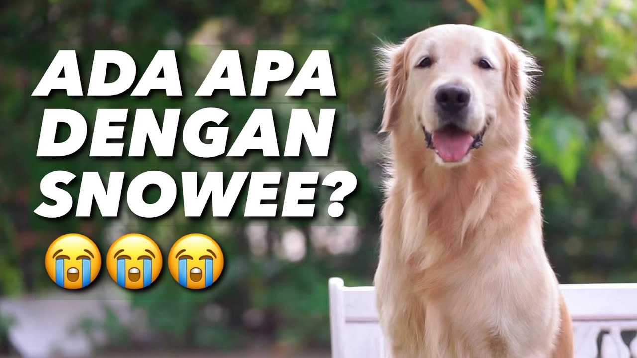 YANG KALIAN HARUS TAU TENTANG SNOWEE THE GOLDEN..