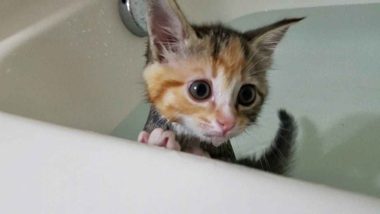 Kittens first bath!
