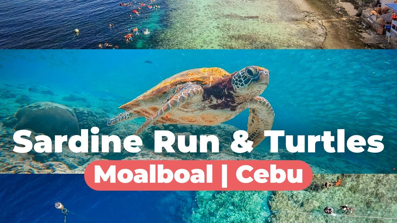 Moalboal (Cebu) Sardine Run, Turtle Watching & Scuba Diving | March 2025