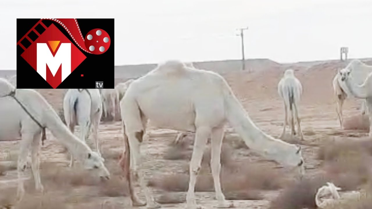 সৌদি আরবের গ্রাম
