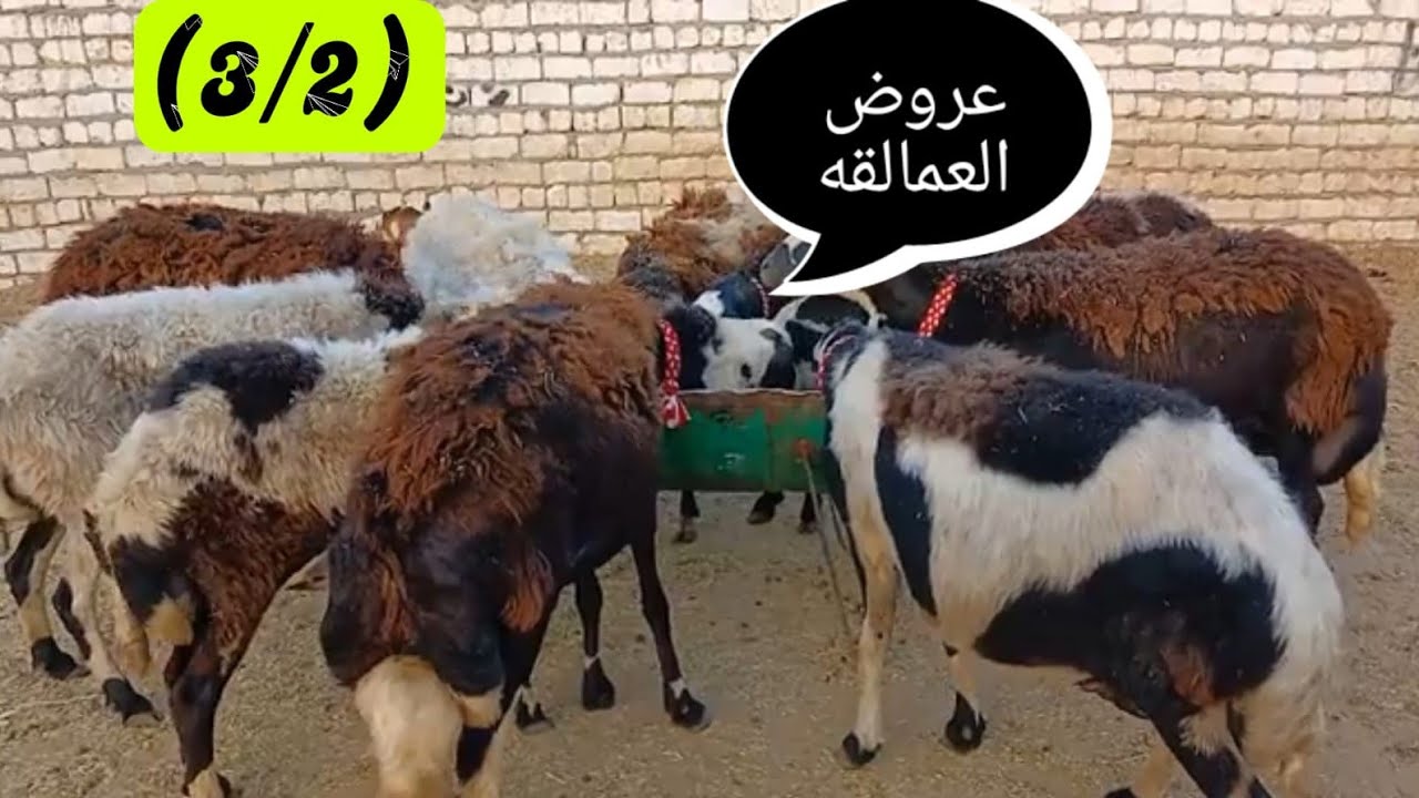 نوادر ابو الريان ثلاث غنمات والدين ببلااااش ت(01157790601)(3/2)#عروض_بيع_الاغنام 