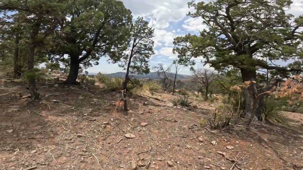 New Mexico: FR232 - Blue Range Wilderness