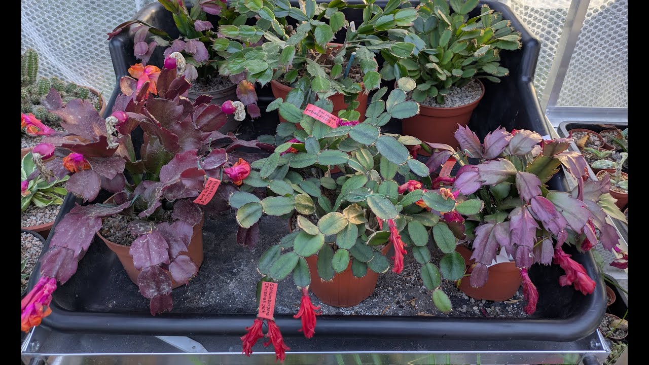 Holiday cacti seedpods