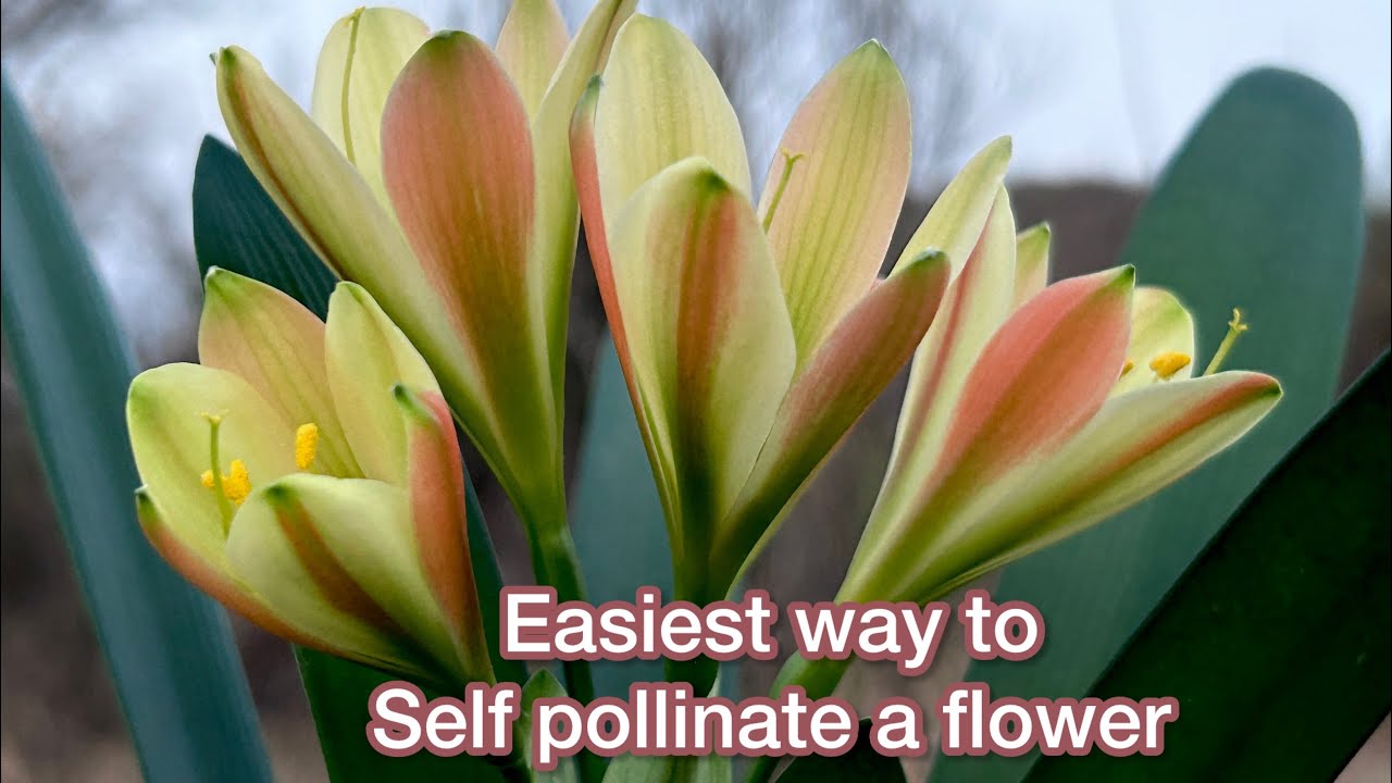 Easiest Way To Self Pollinate A Flower!