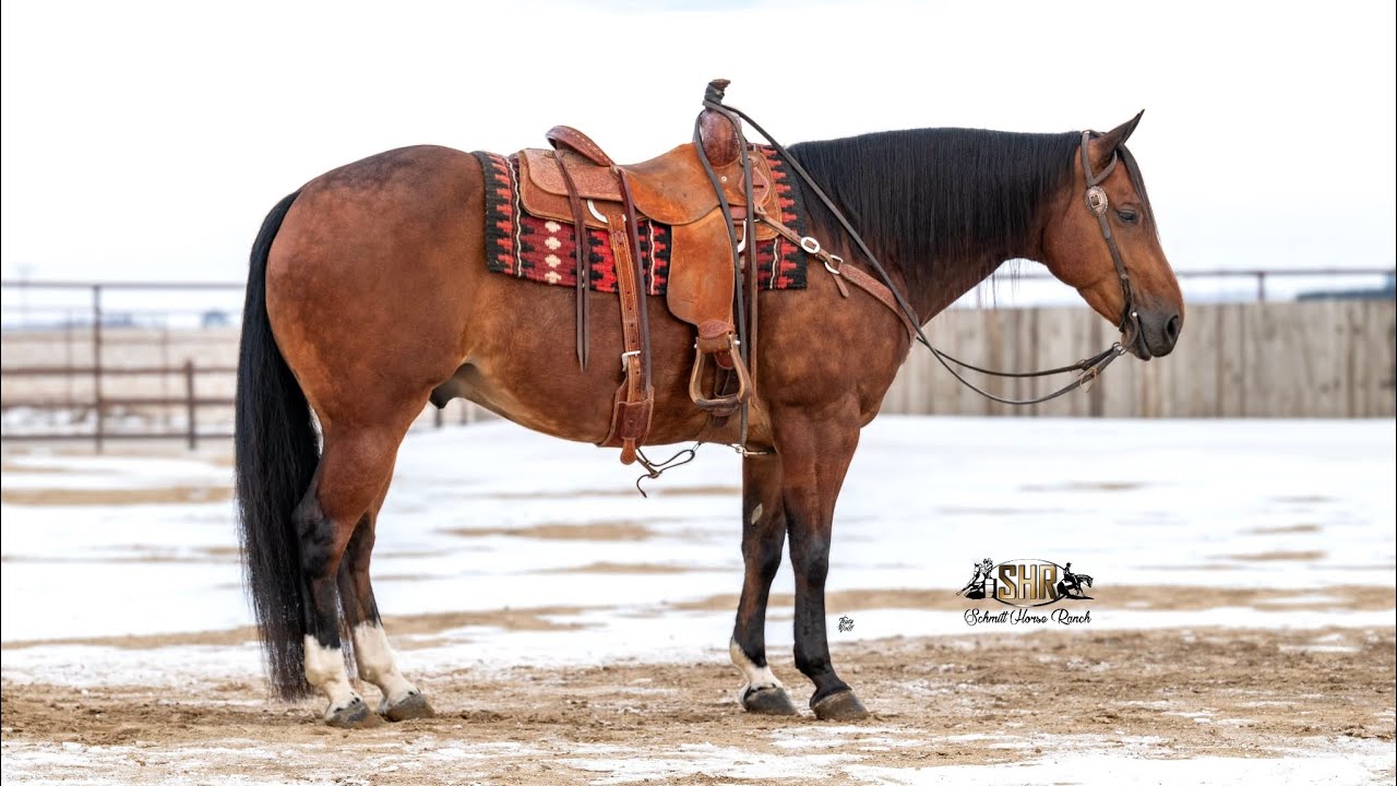 Scratch 2019 AQHA Gelding - Sells February 21st at Schmitty’s Sale Barn in Aplington, Iowa 