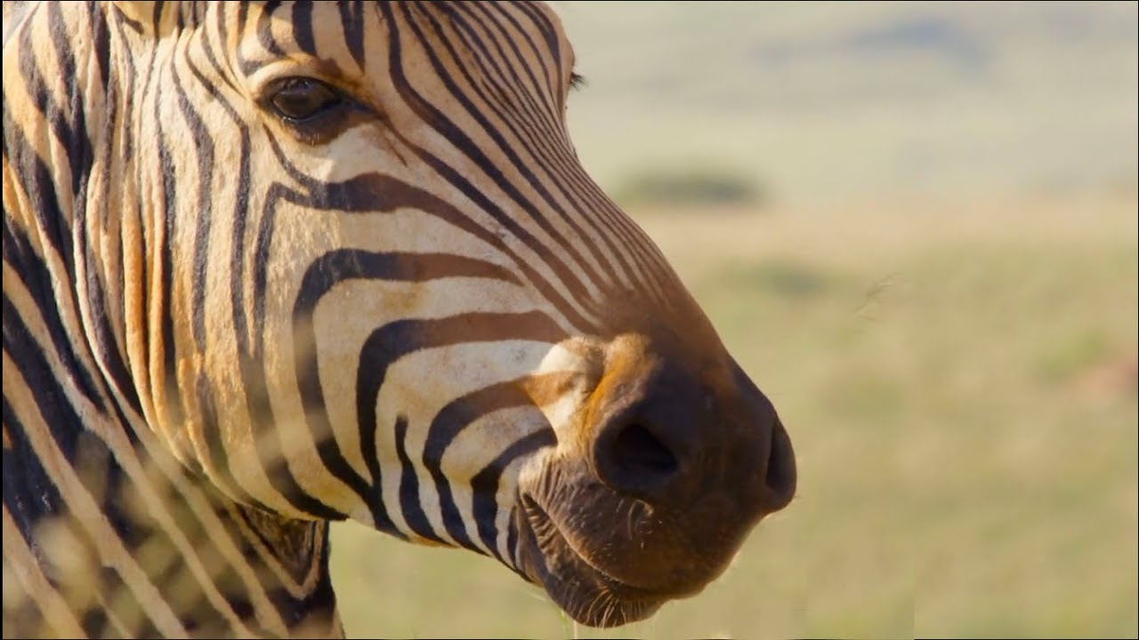 Qué Pasa con las Cebras | Mini Documental