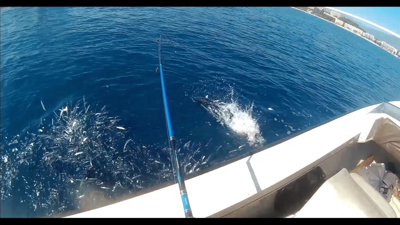 Pêche en mer : Mes premières bonites (Nice / Saint-Laurent-du-Var / 06)
