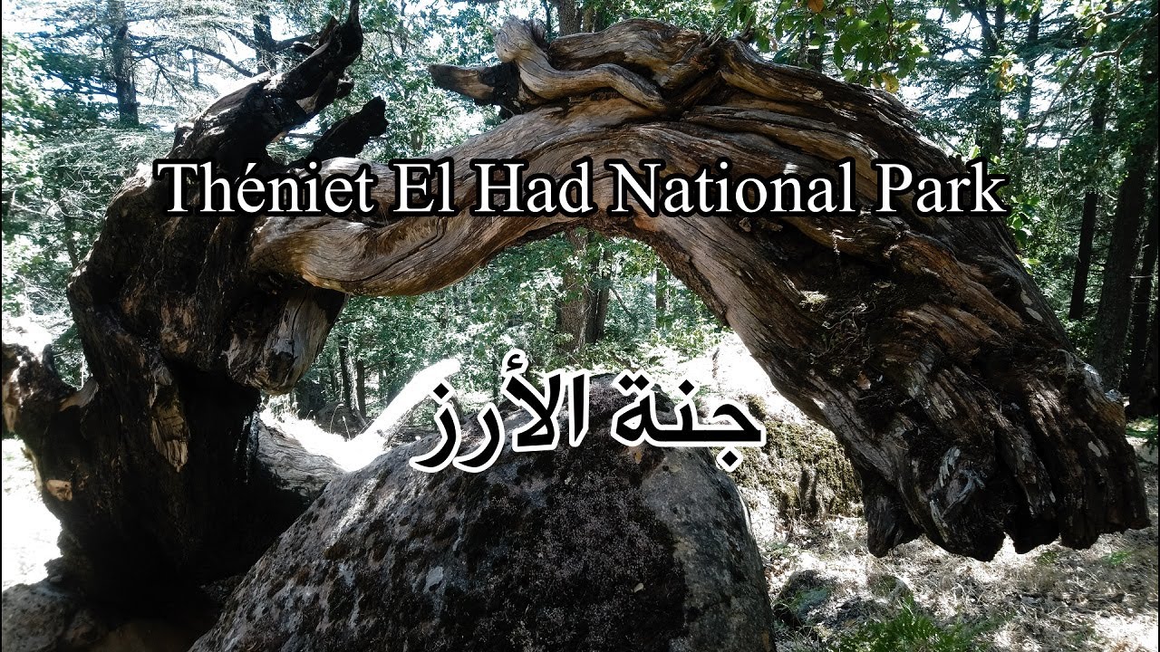 غابة المداد...ثنية الح 2020 .08 .11