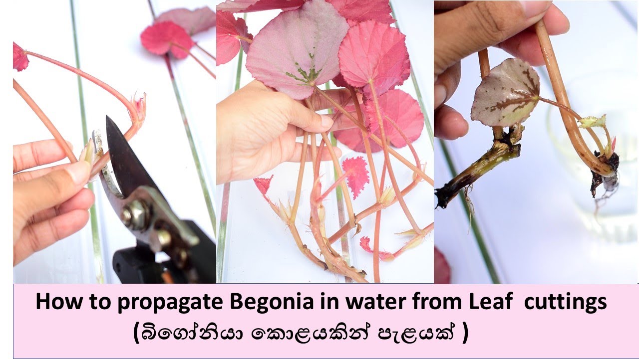 How to propagate Begonia in water from Leaf  cuttings |  බිගෝනියා කොළයකින් පැළයක් සාදා ගනිමු