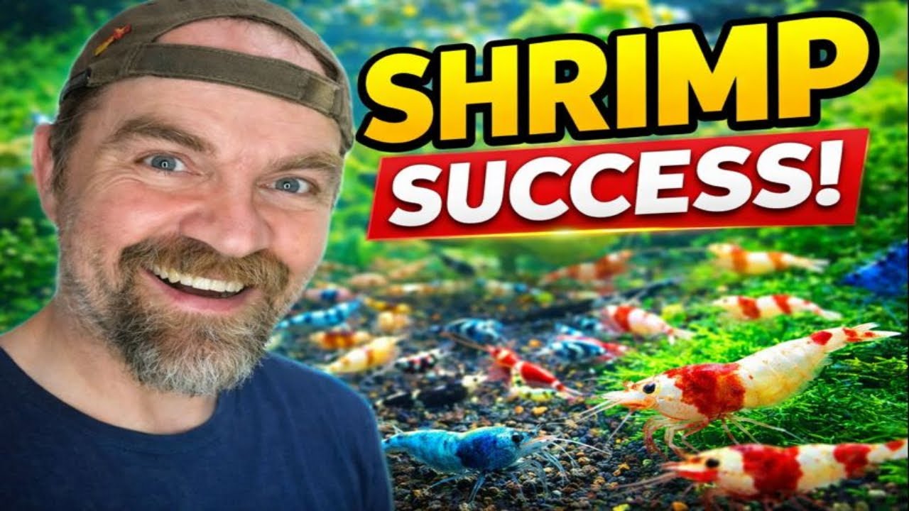Caridina Bee Shrimp Setup: How to Breed Like a Pro & Maintain Healthy Tanks