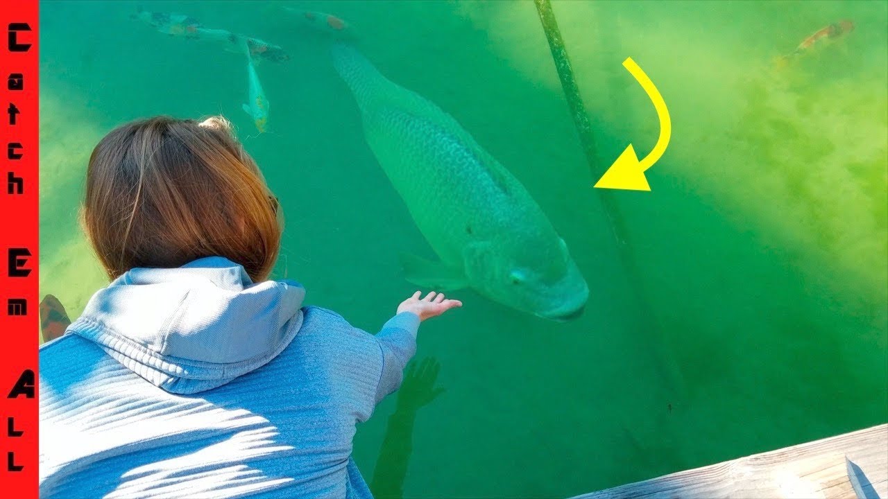 WORLD RECORD TILAPIA PET FISH!