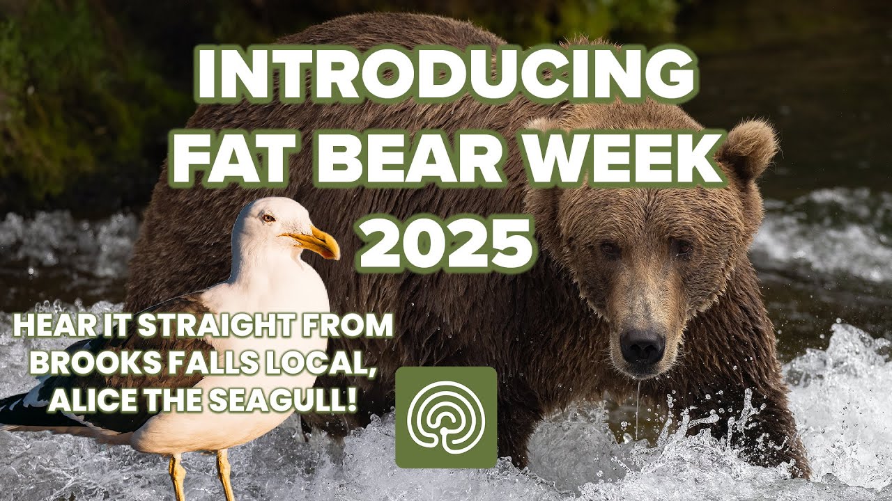 Introducing Fat Bear Week 2025