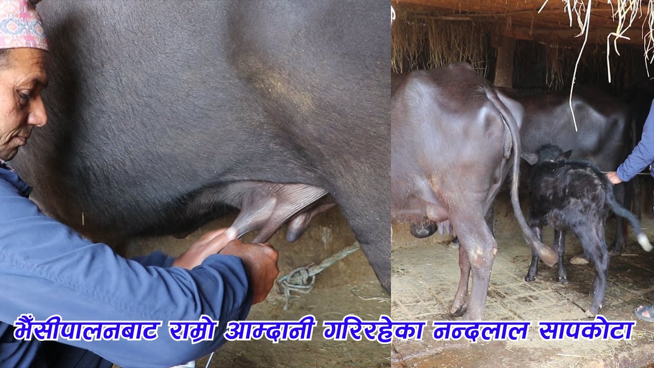 भैँसीपालनबाट राम्रो आम्दानी गरिरहेका नन्दलाल सापकोटा ||  Earning a Good Income From Buffalo Farming
