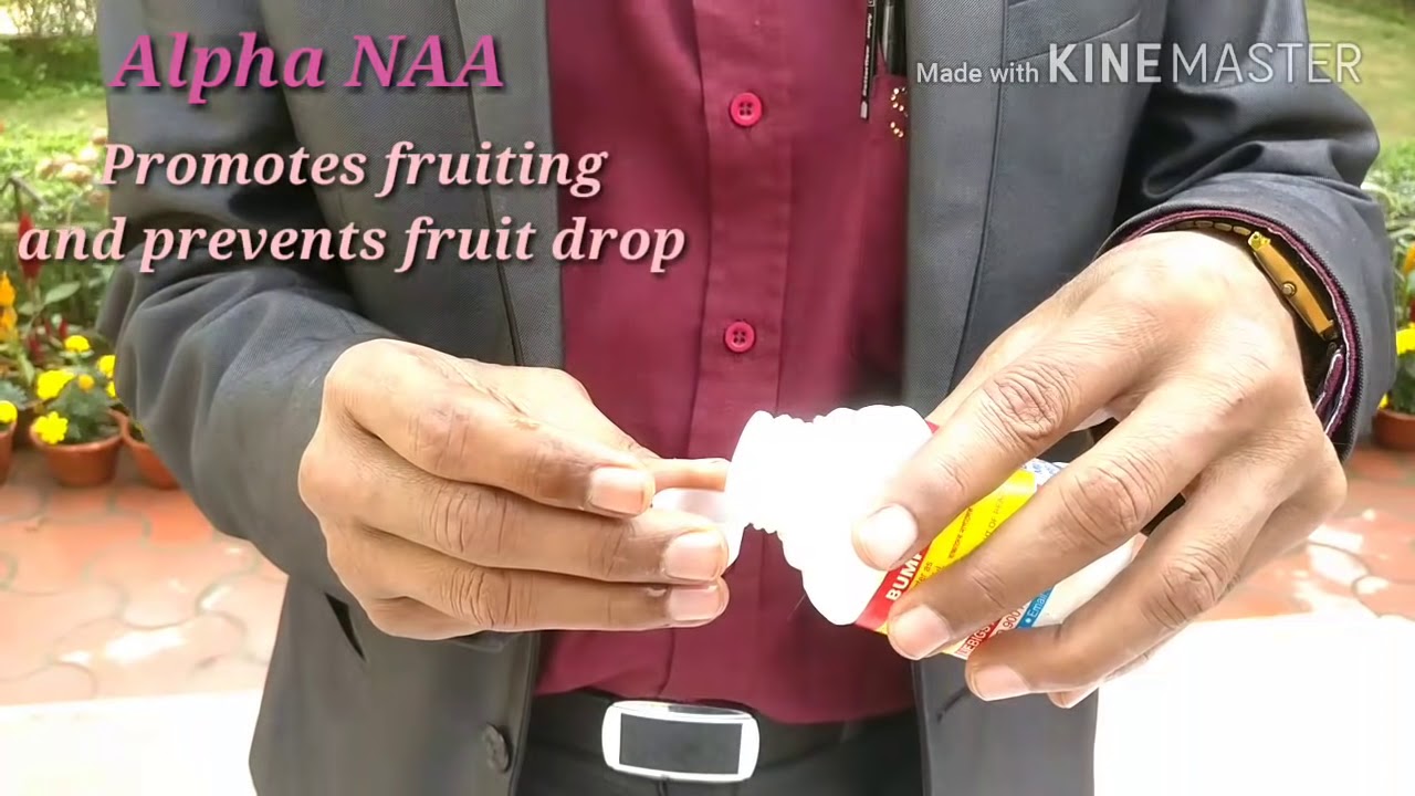 How to Promote Flowering and Prevent Fruit Drop in your Plants.