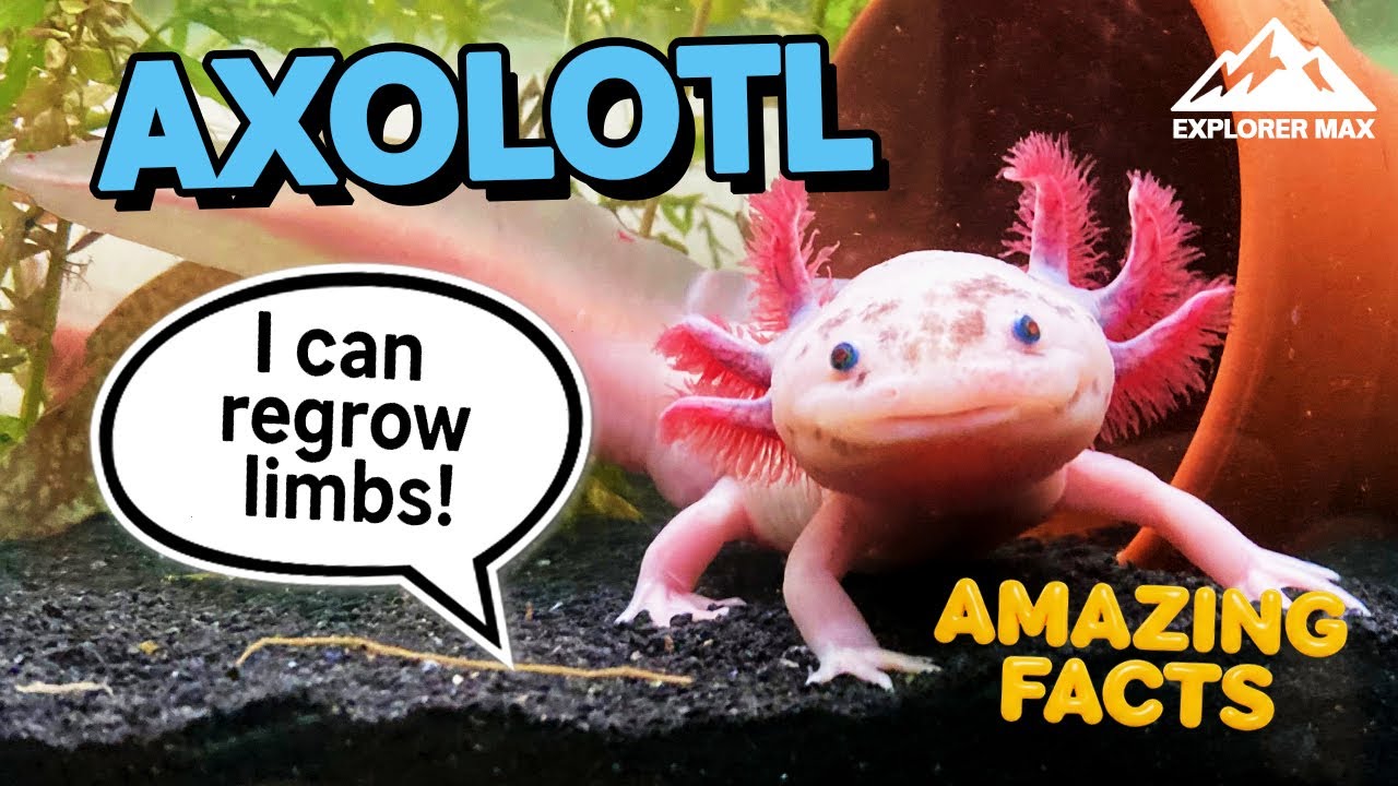 Meet the Axolotl! 🦎💦 Cool Animal Facts for Kids with Explorer Max #FunLearning #WildlifeForKids