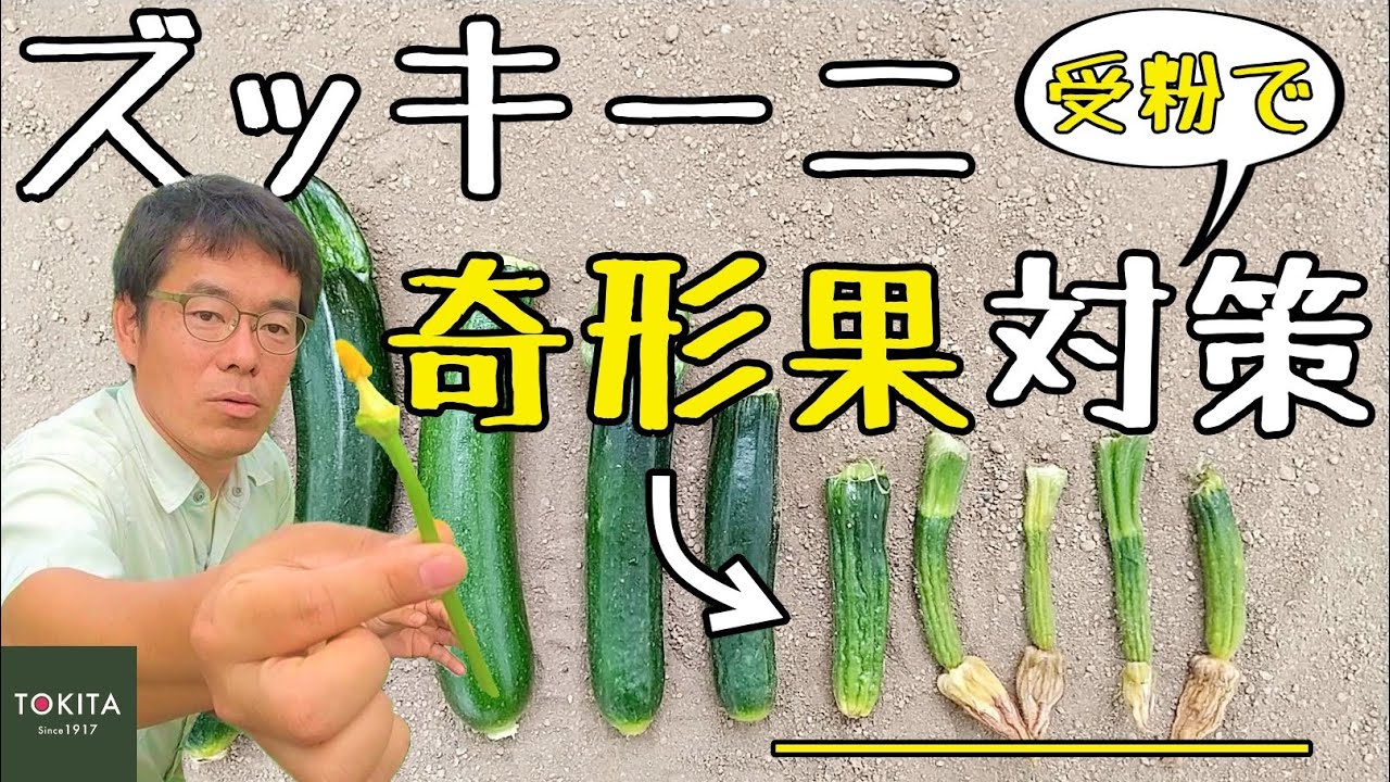 【家庭菜園】ズッキーニの奇形果を防ぐ！【ズッキーニ栽培】