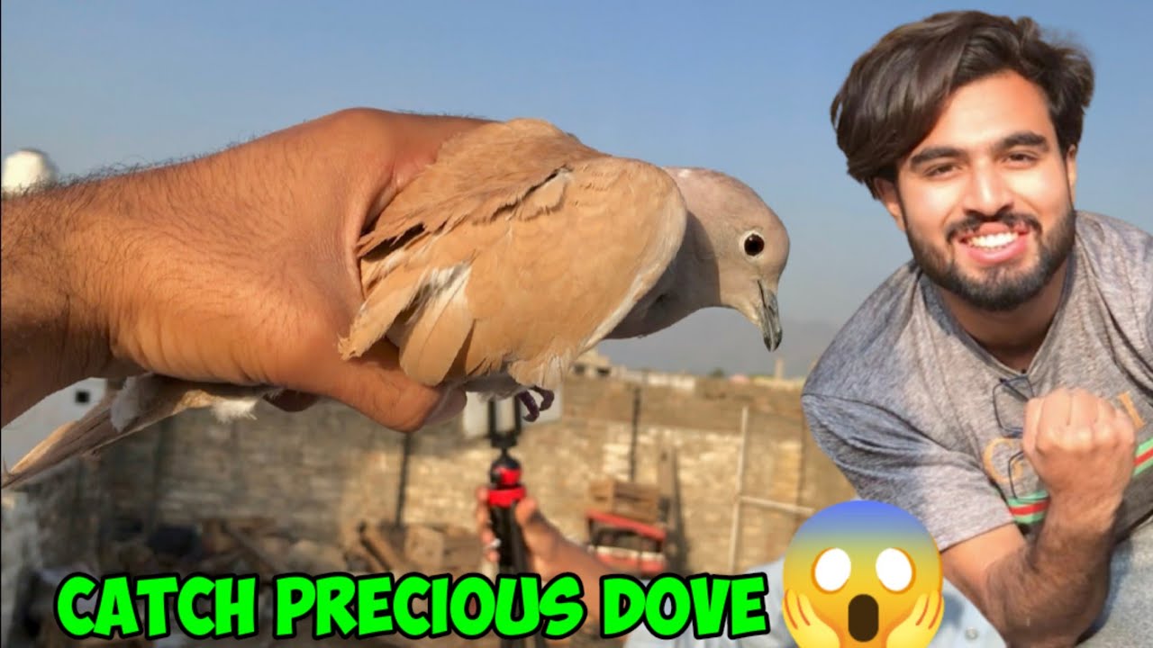 How to catch Dove with hand 🕊️| Catching beautiful dove without trap😱\Khumra pakda