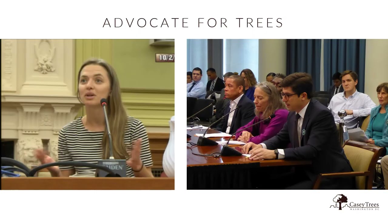 Get to Know Casey Trees