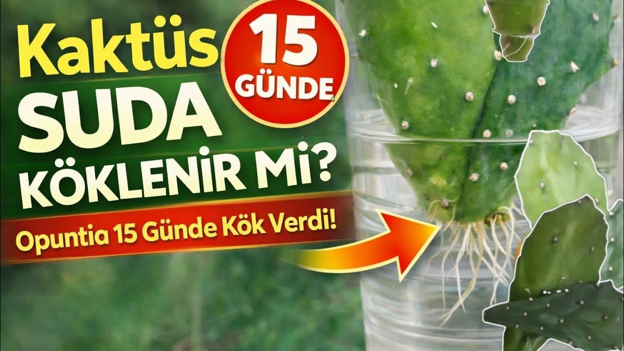 Opuntia (Hint İnciri) Kaktüsü Suda Köklenme Süreci 20.02.2026