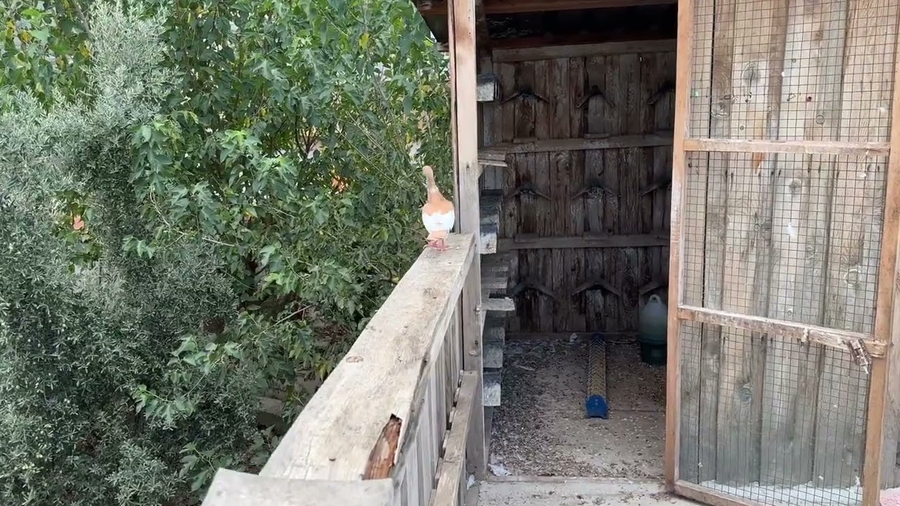 Yeniden Güvercin Beslemek