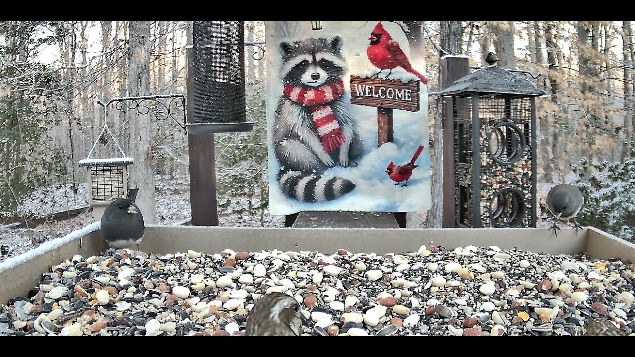 Streaming LIVE ** Birds on the Bluff Main Feeding Platform Camera ** 1/19/2026