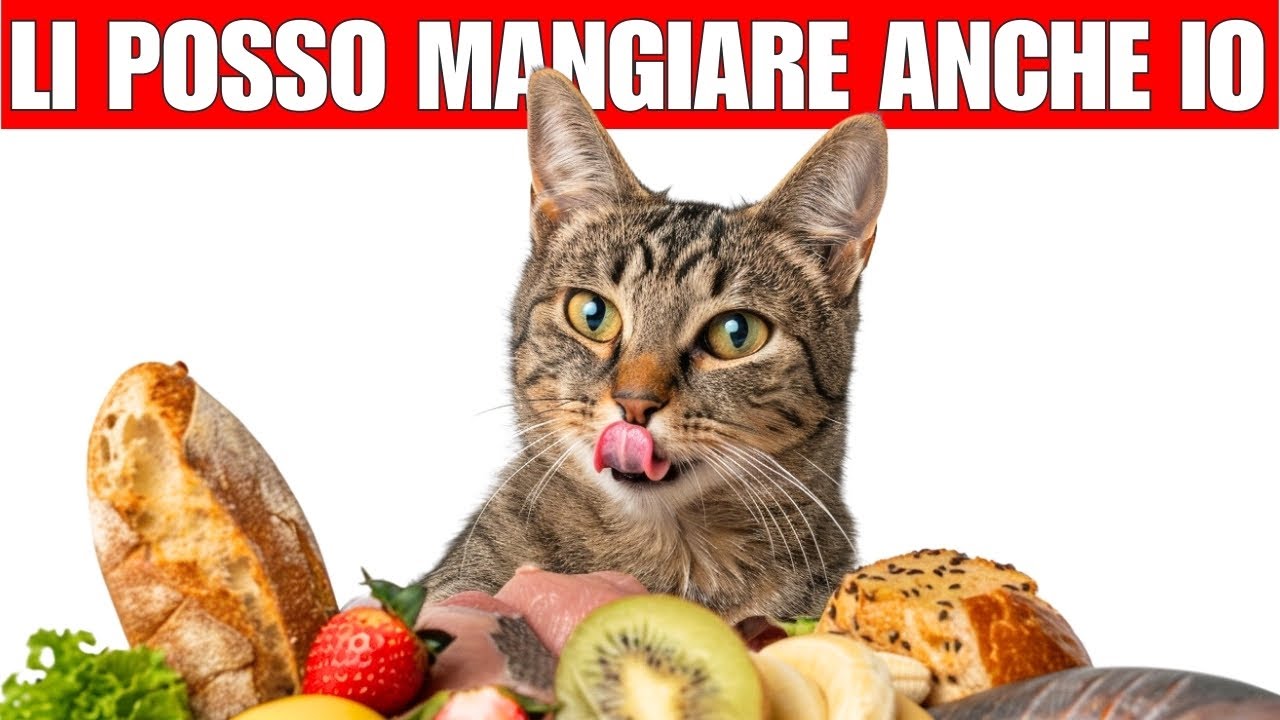 12 alimenti umani che fanno bene ai gatti | I nostri gatti li possono mangiare con noi
